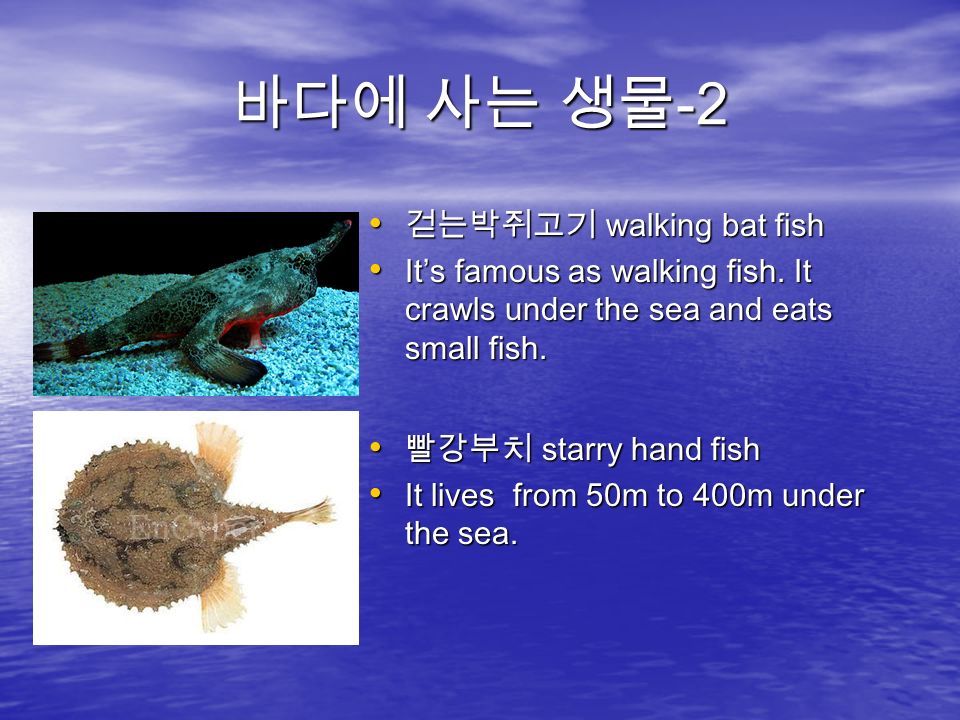 바다에 사는 생물 -2 걷는박쥐고기 walking bat fish 걷는박쥐고기 walking bat fish It’s famous as walking fish.