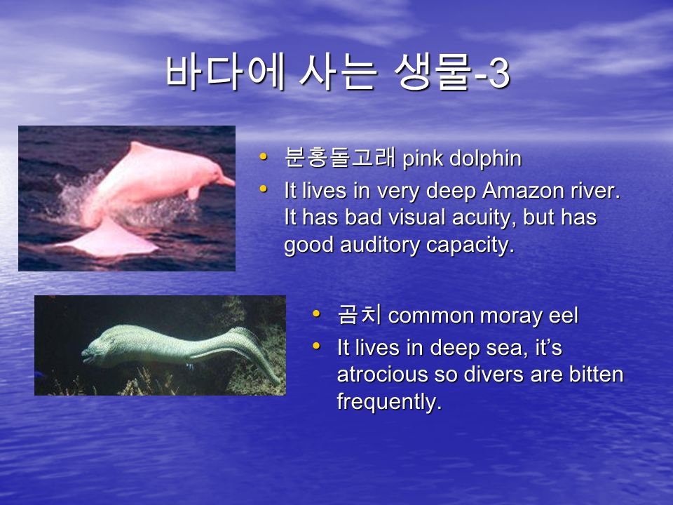 바다에 사는 생물 -3 분홍돌고래 pink dolphin 분홍돌고래 pink dolphin It lives in very deep Amazon river.