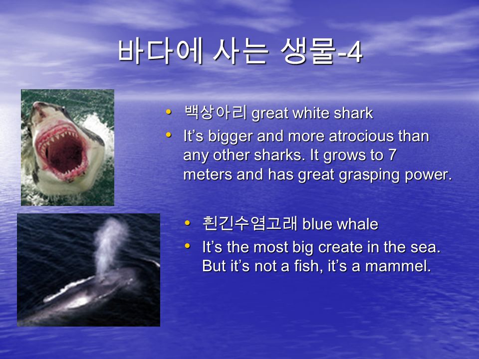 바다에 사는 생물 -4 백상아리 great white shark 백상아리 great white shark It’s bigger and more atrocious than any other sharks.