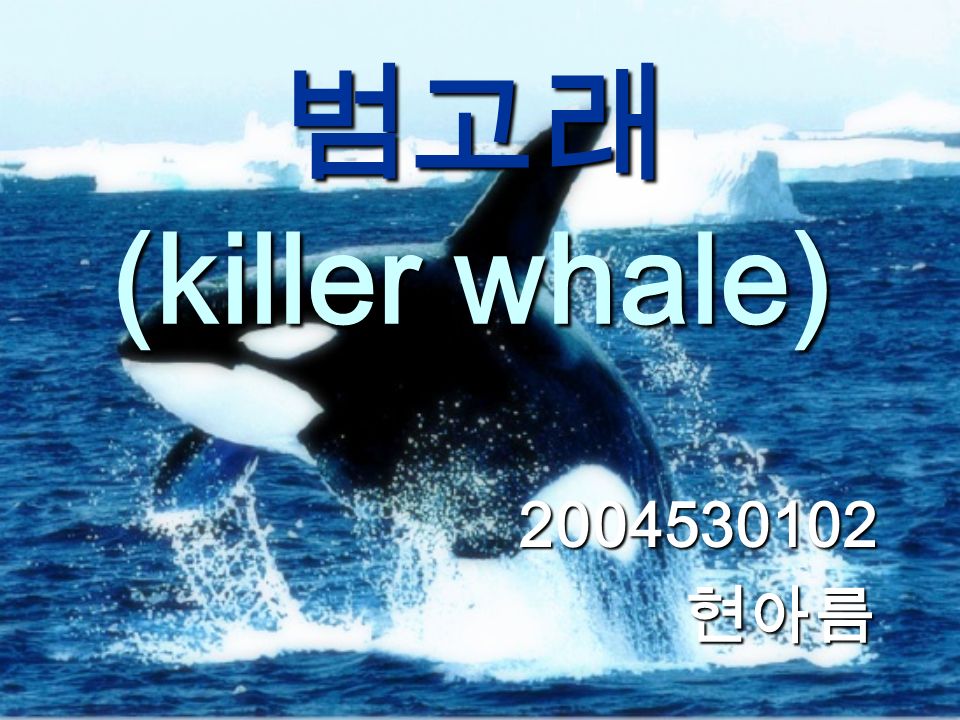 범고래 (killer whale) 현아름