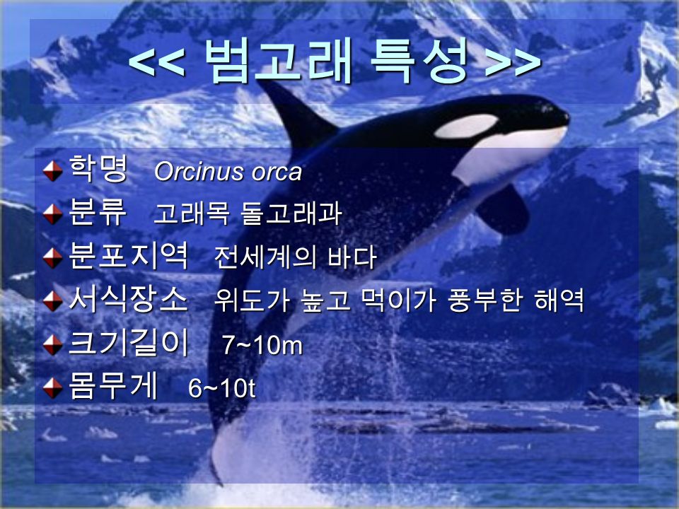 > > 학명 Orcinus orca 분류 고래목 돌고래과 분포지역 전세계의 바다 서식장소 위도가 높고 먹이가 풍부한 해역 크기길이 7~10m 몸무게 6~10t