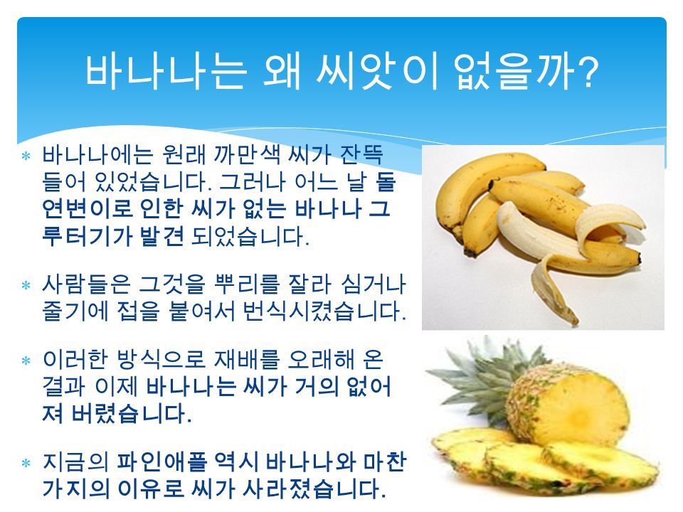  바나나에는 원래 까만색 씨가 잔뜩 들어 있었습니다. 그러나 어느 날 돌 연변이로 인한 씨가 없는 바나나 그 루터기가 발견 되었습니다.