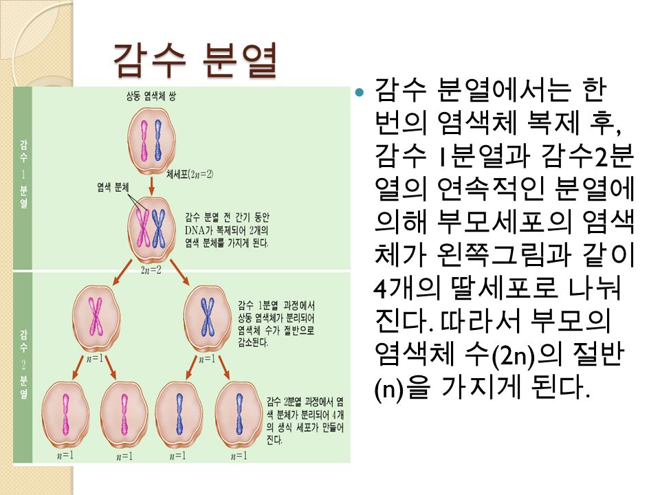 감수 분열 감수 분열에서는 한 번의 염색체 복제 후, 감수 1 분열과 감수 2 분 열의 연속적인 분열에 의해 부모세포의 염색 체가 왼쪽그림과 같이 4 개의 딸세포로 나눠 진다.