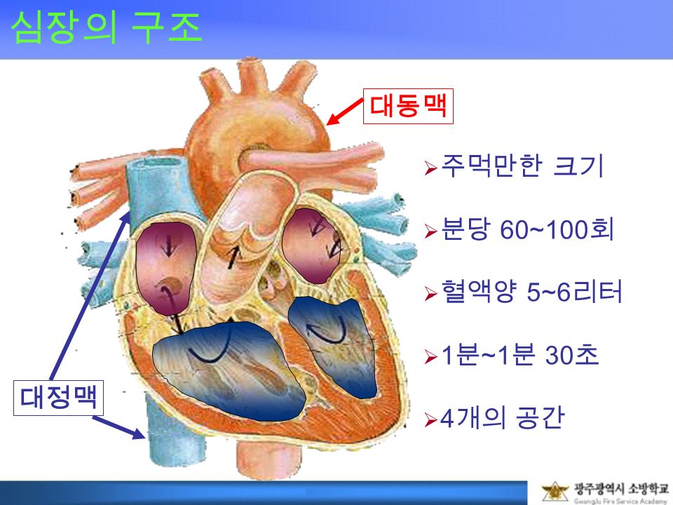 심장의 구조 대정맥 대동맥  주먹만한 크기  분당 60~100 회  혈액양 5~6 리터  1 분 ~1 분 30 초  4 개의 공간