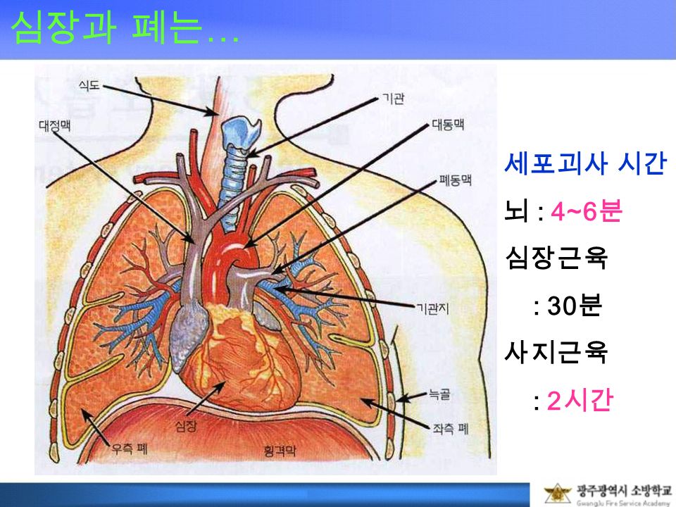 심장과 폐는 … 세포괴사 시간 뇌 : 4~6 분 심장근육 : 30 분 사지근육 : 2 시간