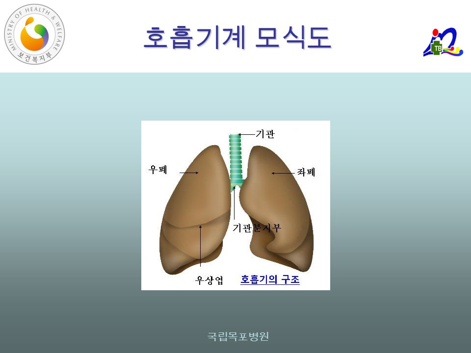 국립목포병원 호흡기계 모식도