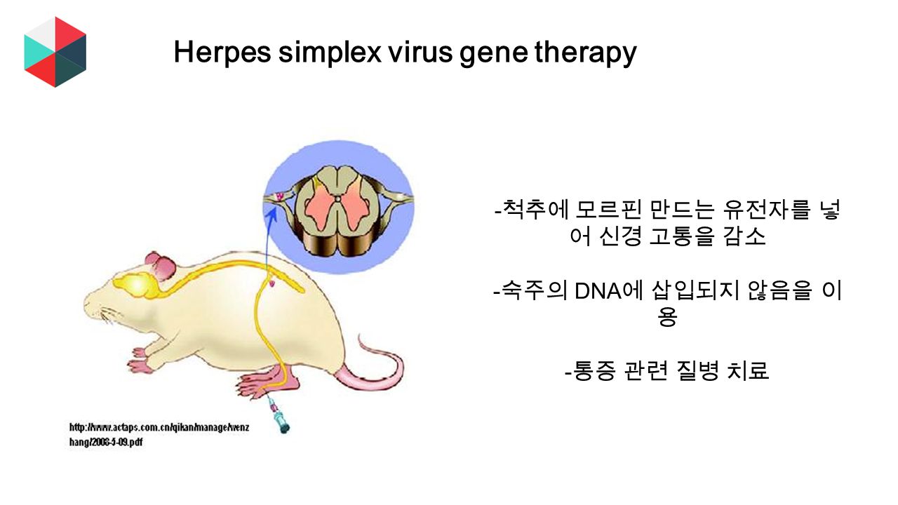 Herpes simplex virus gene therapy - 척추에 모르핀 만드는 유전자를 넣 어 신경 고통을 감소 - 숙주의 DNA 에 삽입되지 않음을 이 용 - 통증 관련 질병 치료