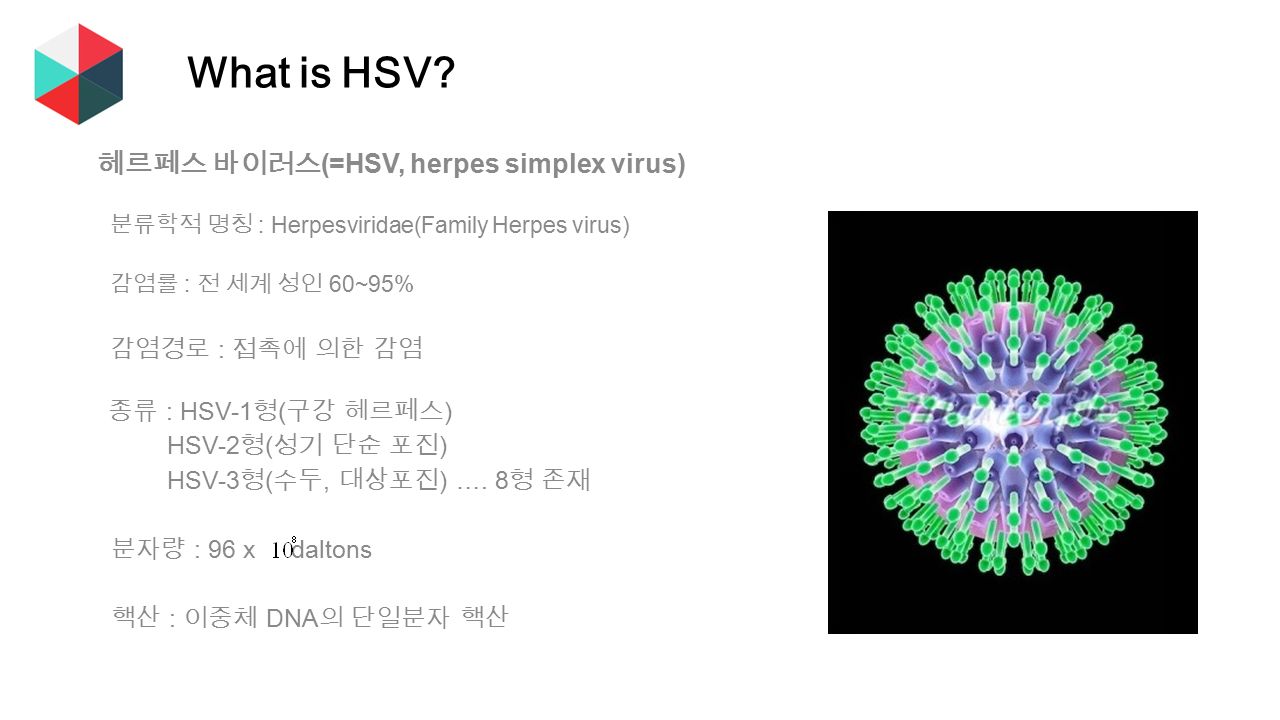 헤르페스 바이러스 (=HSV, herpes simplex virus) 분류학적 명칭 : Herpesviridae(Family Herpes virus) 감염률 : 전 세계 성인 60~95% 감염경로 : 접촉에 의한 감염 종류 : HSV-1 형 ( 구강 헤르페스 ) HSV-2 형 ( 성기 단순 포진 ) HSV-3 형 ( 수두, 대상포진 ) ….