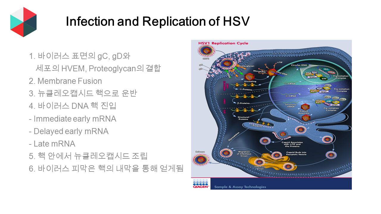 Infection and Replication of HSV 1. 바이러스 표면의 gC, gD 와 세포의 HVEM, Proteoglycan 의 결합 2.
