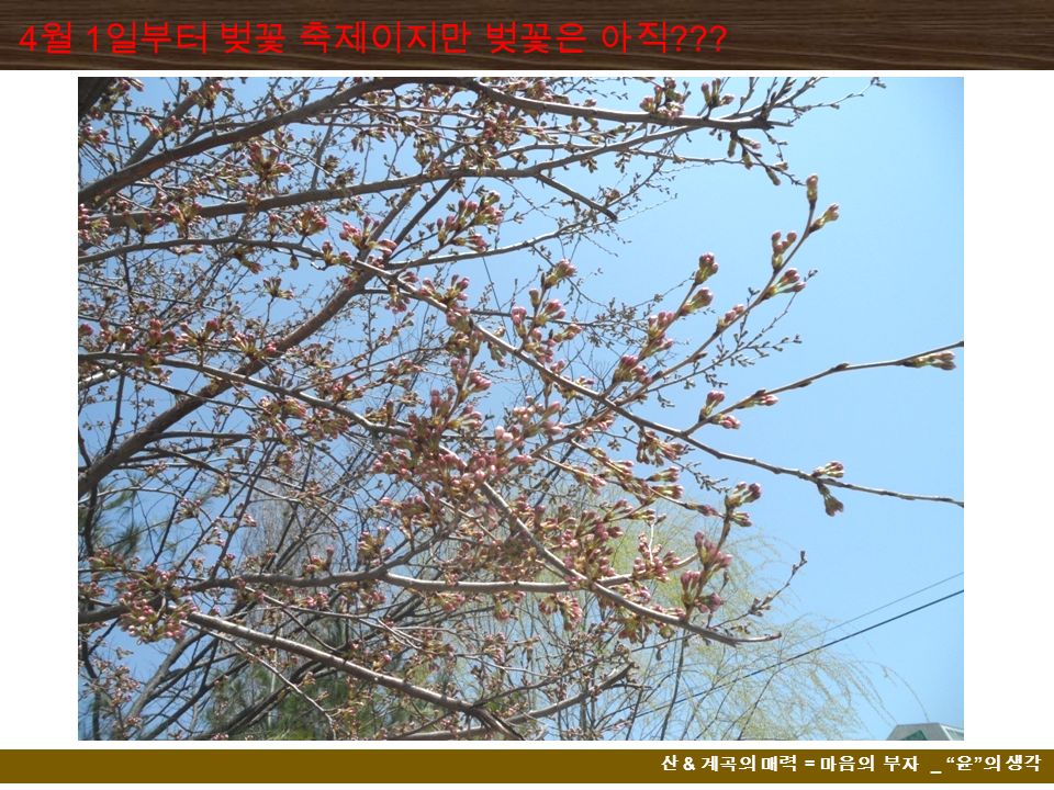 산 & 계곡의 매력 = 마음의 부자 _ 윤 의 생각 4 월 1 일부터 벚꽃 축제이지만 벚꽃은 아직