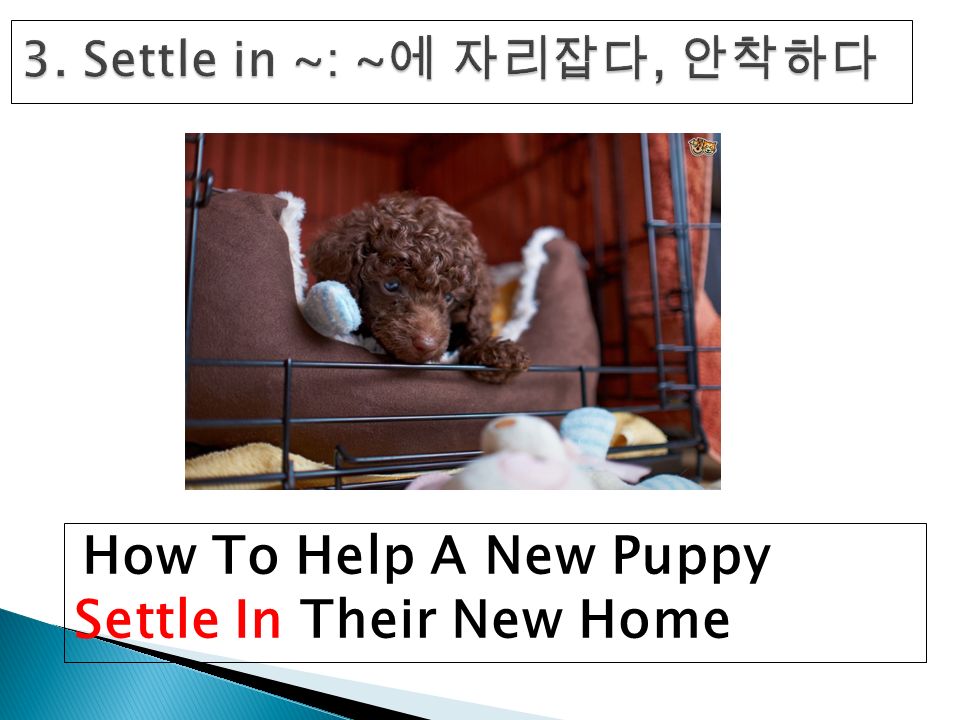 How To Help A New Puppy Settle In Their New Home